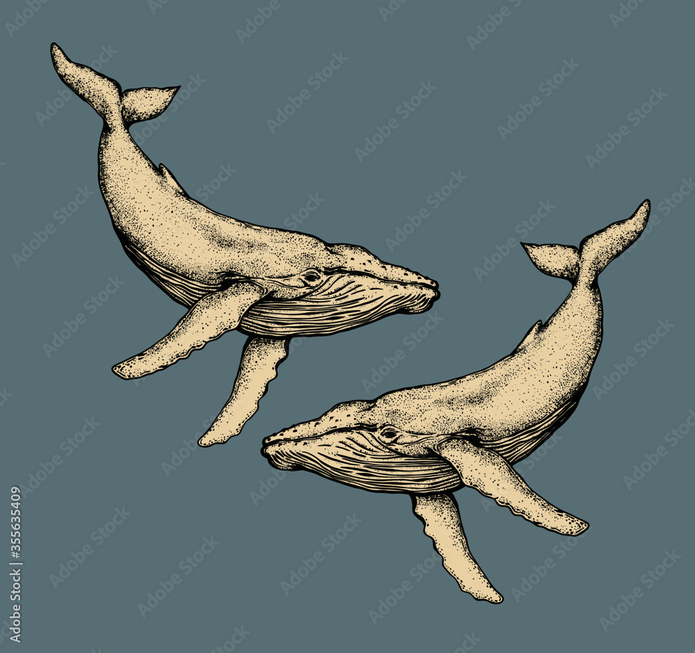 Fototapeta premium The couple whales isolated illustration on blue