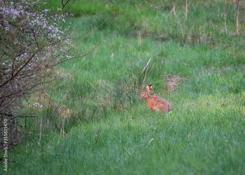 Wild rabbit in the grass