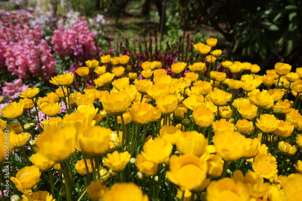 Obraz premium 花壇の花 満開 花 春 手入れされた 公園 初夏 ガーデニング 