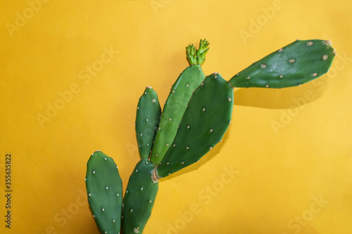 Estern prickly pear (Opuntia humifusa) Cactus with a yellow background. planterior(plant+interior), medicinal herb plant, alternative medicine. photo