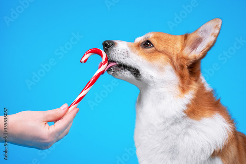 Owner gives cute welsh corgi pembroke or cardigan dog to lick Christmas red and white striped peppermint flavored candy cane stick on blue background, copy space for advertising text. photo