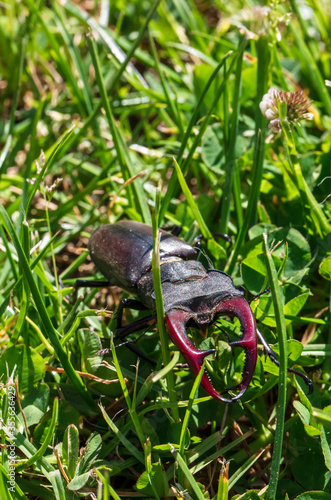 giant male deer beetle on the hunt for confectioners in green grass in aggressive posture with combat-ready scissors