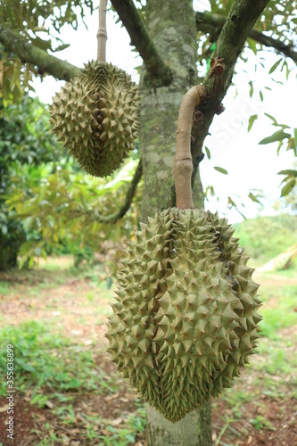 Fresh durian fruit on tree the king of fruits. © สมปอง ป้องปิด