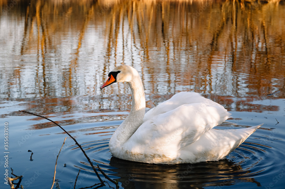 Naklejka premium A magnificent white adult swan with a red beak and white plumage swims in clear river water in a natural habitat.