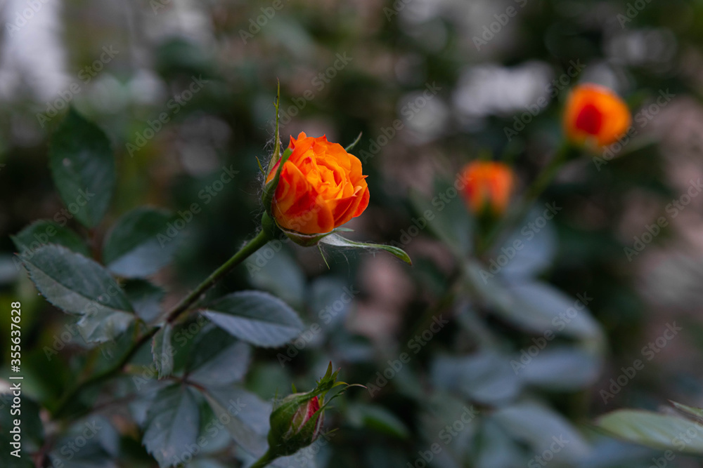 roses on a background of greenery in the garden roses on a background of greenery in the garden