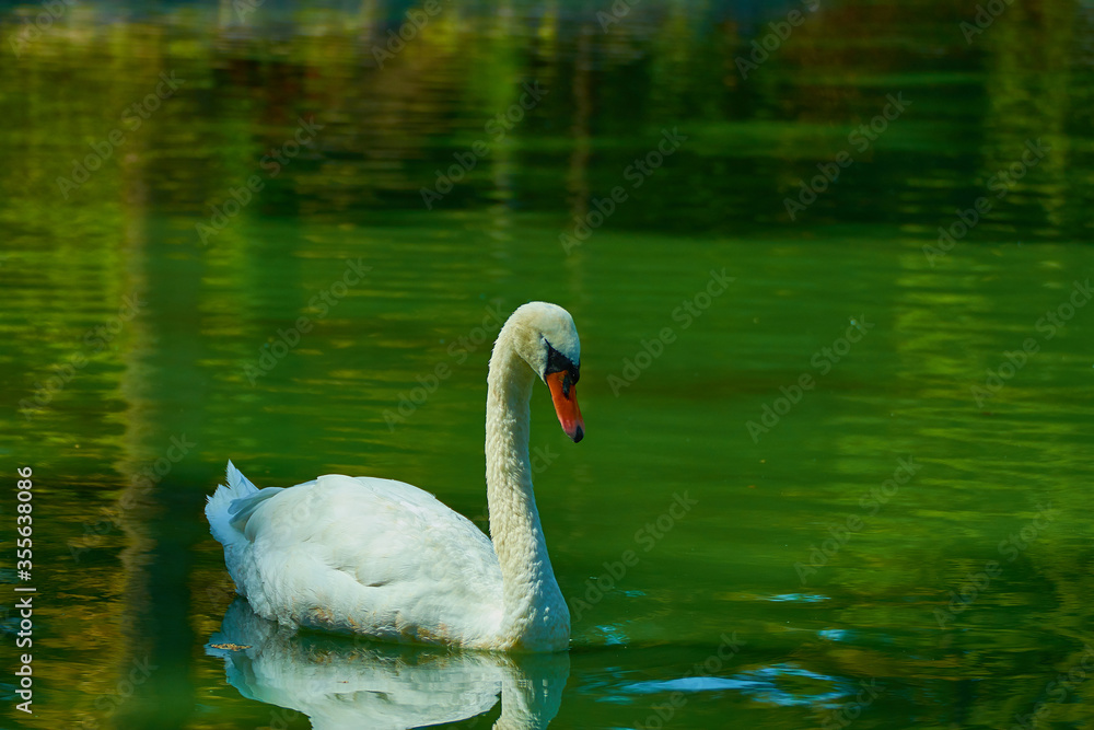 Fototapeta premium White swan on the lake