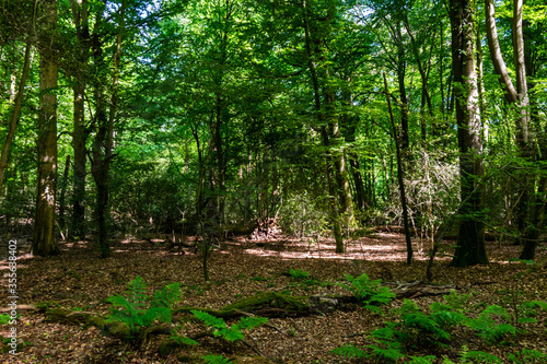 Fototapeta Naklejka Na Ścianę i Meble -  path in the forest in the summer