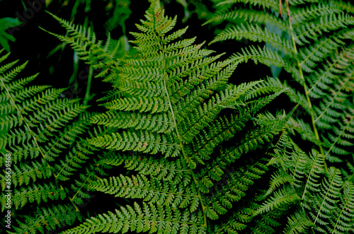 Closeup green fern leaves on a black background. Lush textured foliage.