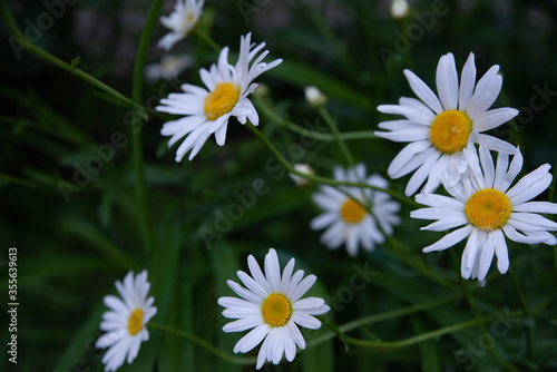 Field of chamomile flowers close-up. Daisies on a background of greenery. 
