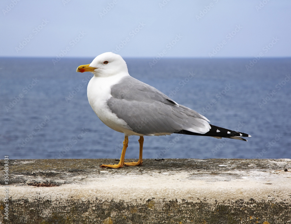 Fototapeta premium Seagull in Rovinj. Istria. Croatia