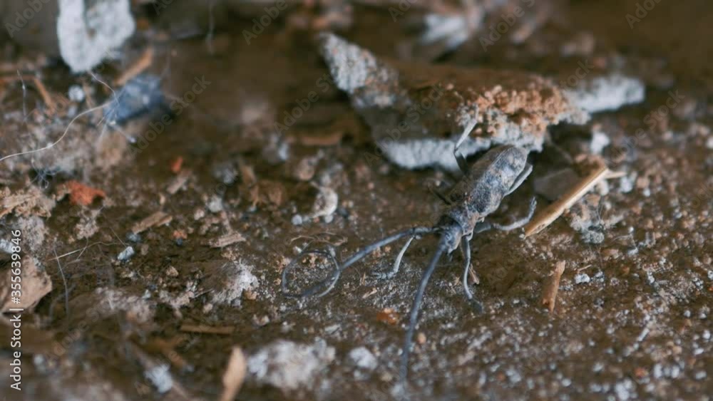 The barbel beetle moves its long antennae and scares the enemy. Bark beetle. Cerambycidae The barbel beetle moves its long antennae and scares the enemy. Bark beetle. Cerambycidae