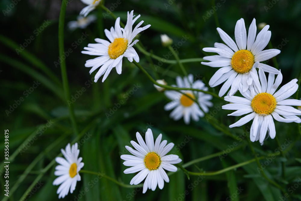 Field of chamomile flowers close-up. Daisies on a background of greenery. Field of chamomile flowers close-up. Daisies on a background of greenery.