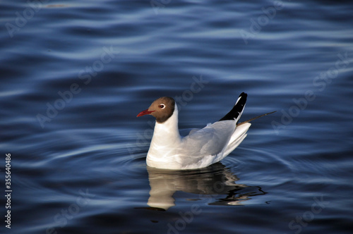 Seagull on the water of the Gulf of Finland in the city of St. Petersburg