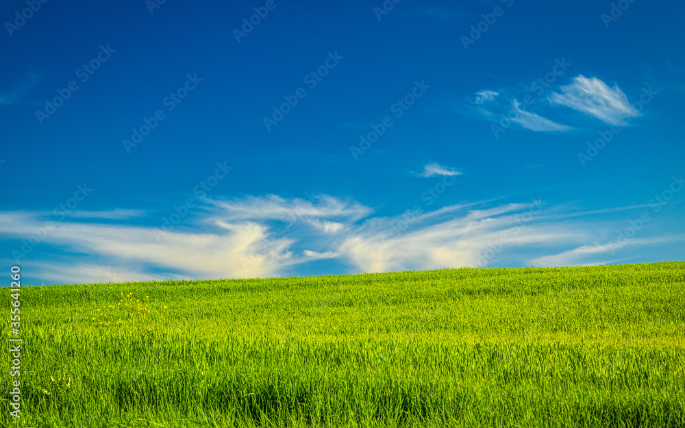 Green grass field with blue sky and clouds on a background..