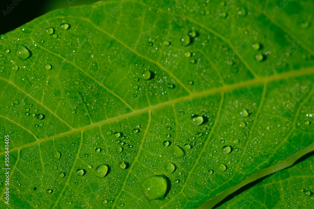 dew drops on cassava leaves. Dewdrops are in the morning. when the sun is shining the dew particles evaporate.dewdrops that are exposed to sunlight appear to glow. Cassava leaves are edible leaves. dew drops on cassava leaves. Dewdrops are in the morning. when the sun is shining the dew particles evaporate.dewdrops that are exposed to sunlight appear to glow. Cassava leaves are edible leaves.