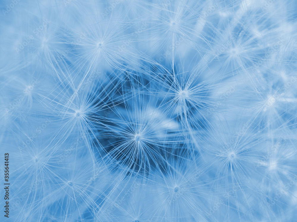 Naklejka premium Dandelion head with seeds close-up. Blue tinted horizontal shot. Summer floral background. Airy and fluffy wallpaper. Macro