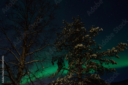 strong majestic aurora borealis, northern light on sky with trees