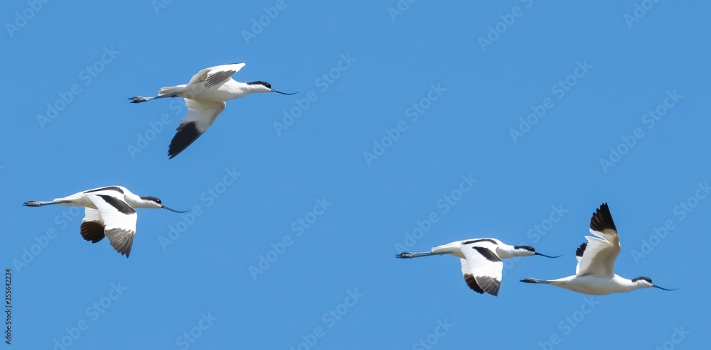 Obraz premium Avocetta - Avocet (Recurvirostra avosetta)