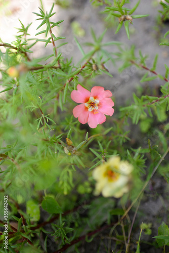 Purslane (Portulaca grandiflora) , flowers in the garden © Olena Svechkova