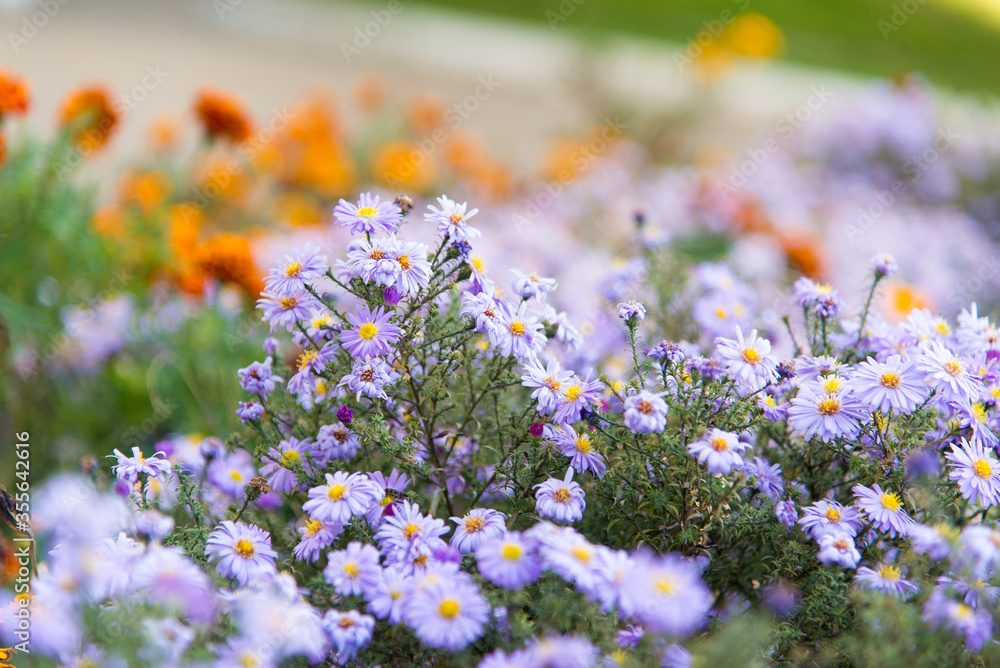 Obraz premium Aster, flowers in the garden