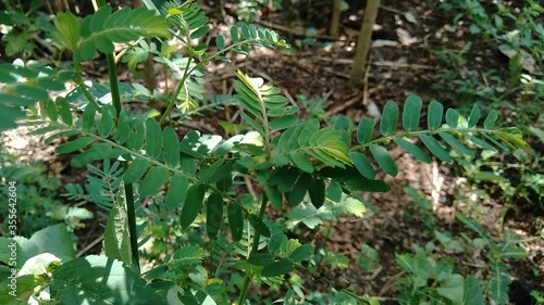 Wallpaper Mural Phyllanthus urinaria (meniran, chamber bitter, gripeweed, shatterstone, stonebreaker, leafflower) with a natural background. The leaves are large at the tip and smaller towards the petiole. Torontodigital.ca
