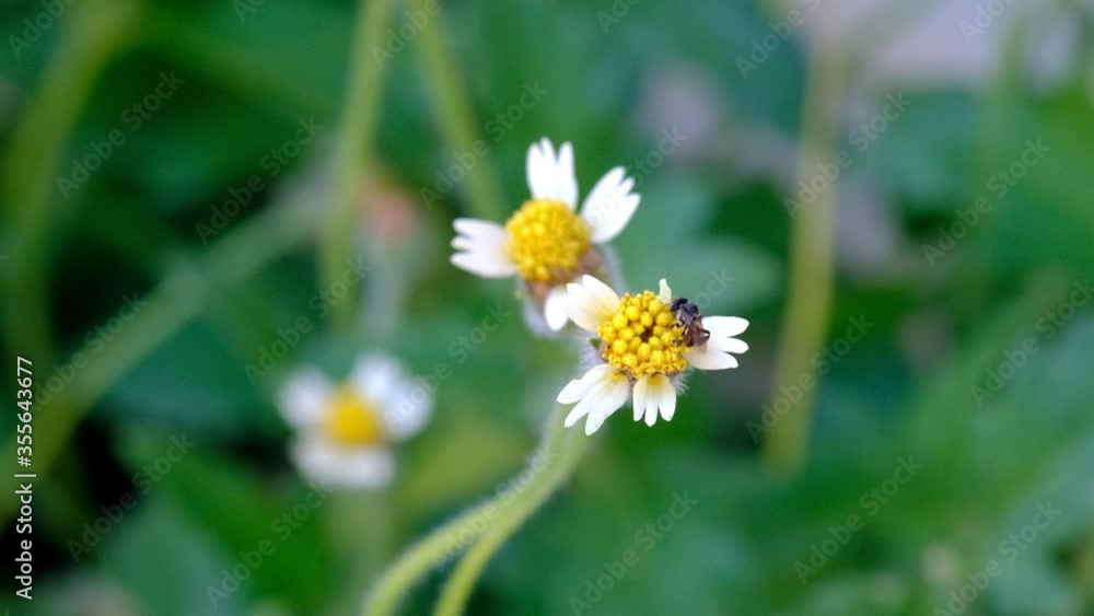 Spring flowering tree with white flowers and bees. bee collects pollen from yellow flower. 4k video. Spring flowering tree with white flowers and bees. bee collects pollen from yellow flower. 4k video.