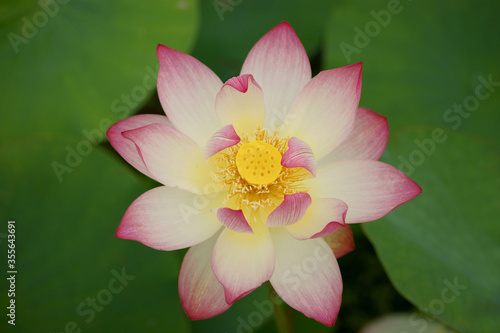pretty-colored lotus flower 