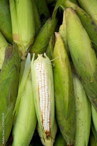 Close-up of raw cobs of corn / sweetcorn / maize