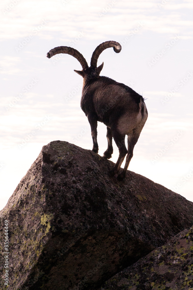 Fototapeta premium P.N. de Gredos, Spain. Vertical Back lit view of male wild mountain posing on a rock.
