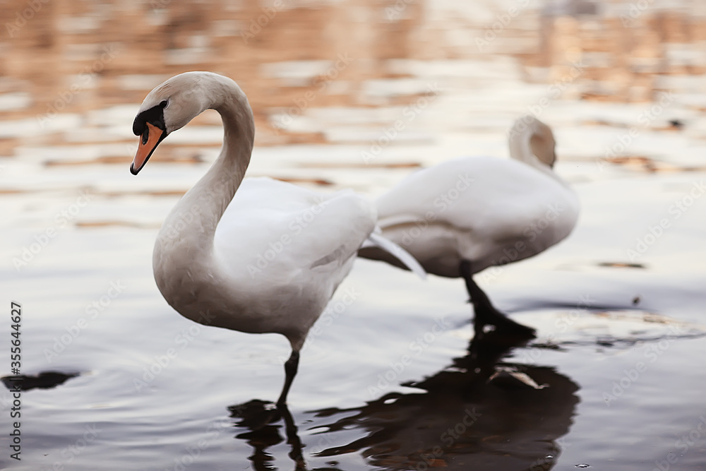 white swans in the water / wild beautiful birds, swans in nature white swans in the water / wild beautiful birds, swans in nature