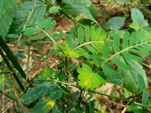 Phyllanthus urinaria (meniran, chamber bitter, gripeweed, shatterstone, stonebreaker, leafflower) with a natural background. The leaves are large at the tip and smaller towards the petiole.