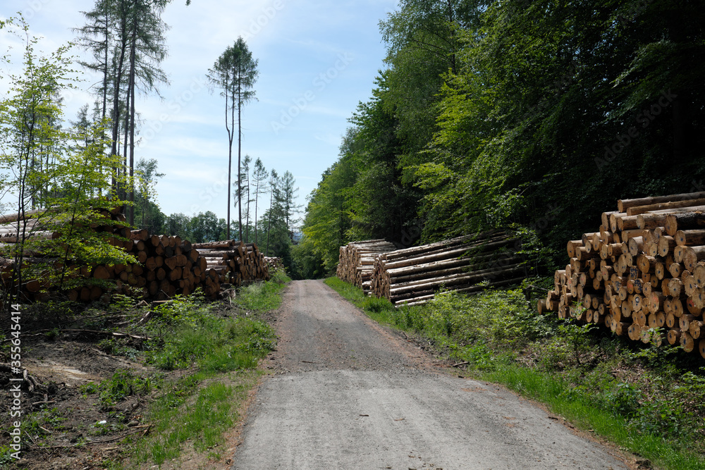 Gestapelte Baumstämme liegen bereit zum Abtransport an Waldweg neben abgeholzem Wald im Westerwald in Rheinland-Pfalz im Juni 2020 - Stockfoto Gestapelte Baumstämme liegen bereit zum Abtransport an Waldweg neben abgeholzem Wald im Westerwald in Rheinland-Pfalz im Juni 2020 - Stockfoto