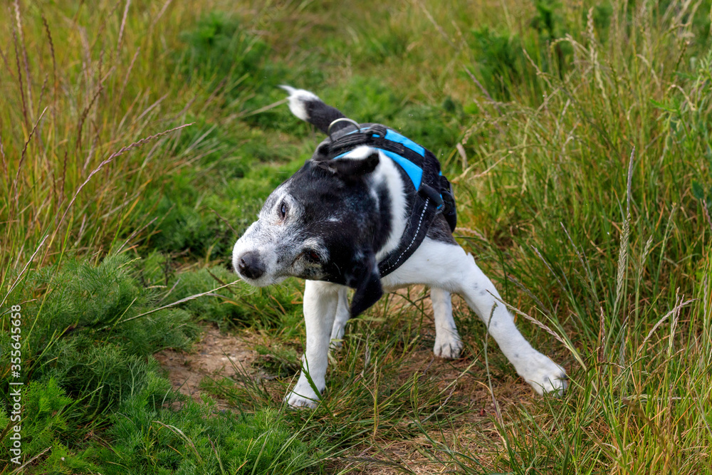 Un Jack Russell qui se secoue la tête Stock Photo Adobe Stock