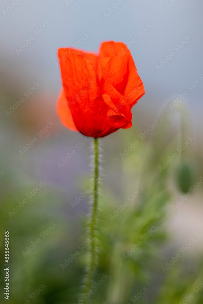 Fototapeta premium Pétales et Coquelicot