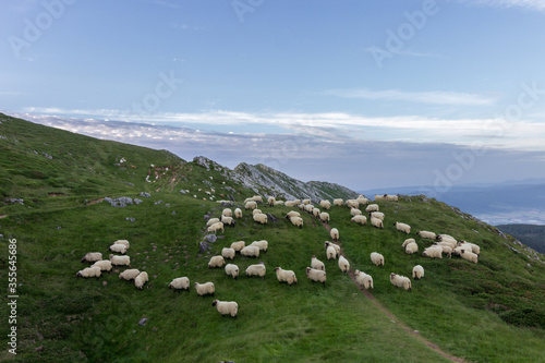 Sheep in Aizkorri mountain in the Basque Country (Spain) photo