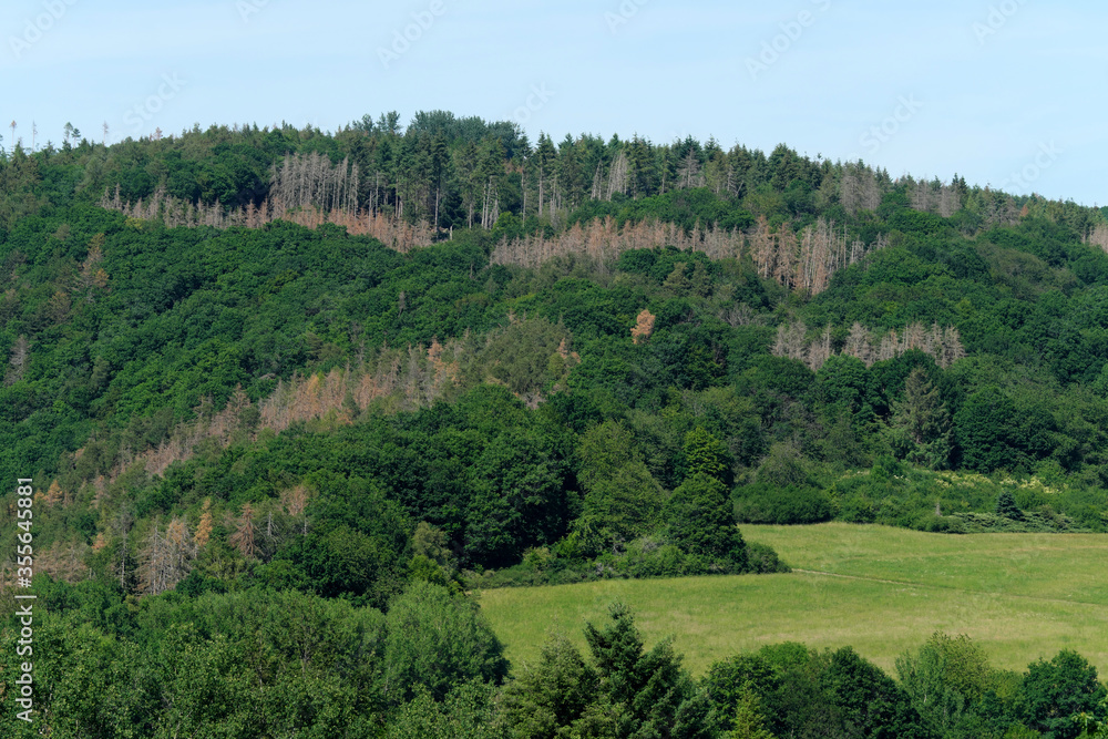Abgestorbene Bäume zwischen gesunden Bäumen im Westerwald bei Nassau in Rheinland-Pfalz im Juni 2020 - Stockfoto 