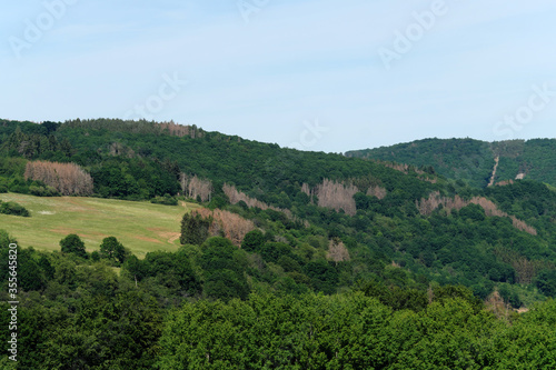 Abgestorbene Bäume zwischen gesunden Bäumen im Westerwald bei Nassau in Rheinland-Pfalz im Juni 2020 in Zeiten von Klimawandel und Erderwärmung - Stockfoto 