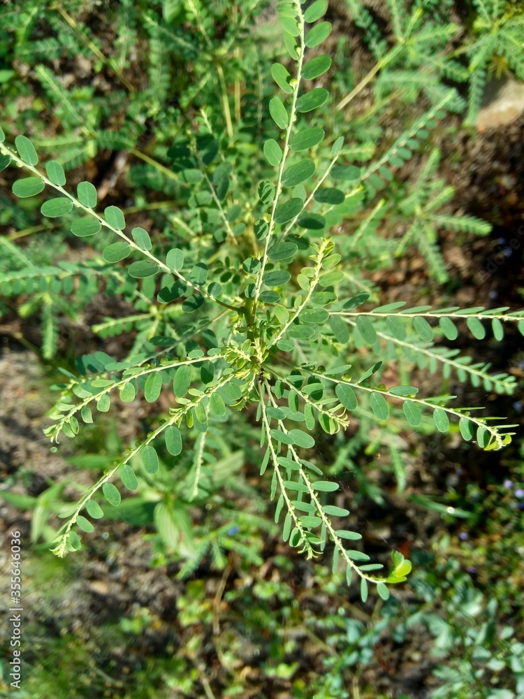 Phyllanthus urinaria (meniran, chamber bitter, gripeweed, shatterstone, stonebreaker, leafflower) with a natural background. The leaves are large at the tip and smaller towards the petiole. Phyllanthus urinaria (meniran, chamber bitter, gripeweed, shatterstone, stonebreaker, leafflower) with a natural background. The leaves are large at the tip and smaller towards the petiole.