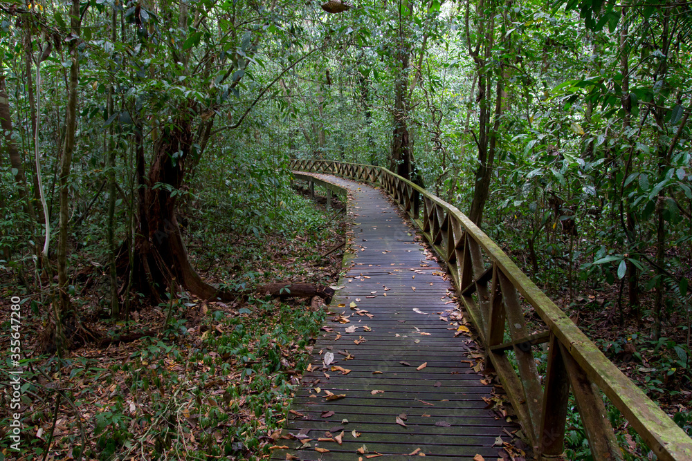 Boardwalk in tropical rainforest, Malaysia Boardwalk in tropical rainforest, Malaysia