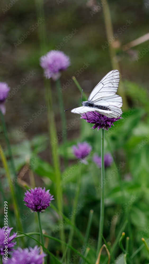 Naklejka premium butterfly on flower