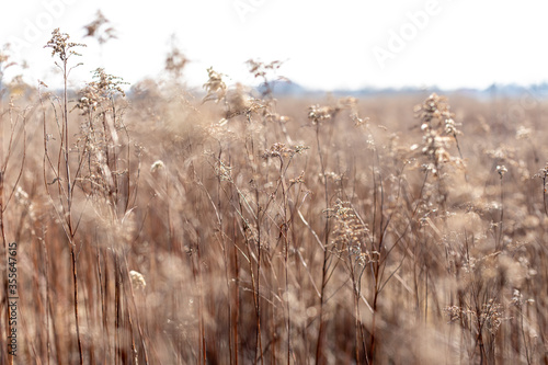 dried meadow