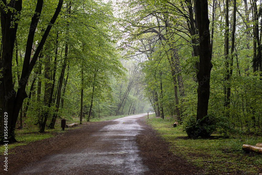 Naklejka premium park in the morning