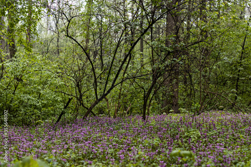 flowers in the wood