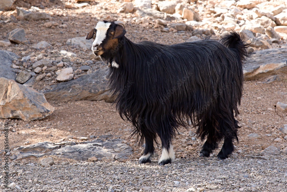 Under the highest summit of Oman Jabal Shams, beautiful mountain goats ride.Oman.Asia Under the highest summit of Oman Jabal Shams, beautiful mountain goats ride.Oman.Asia