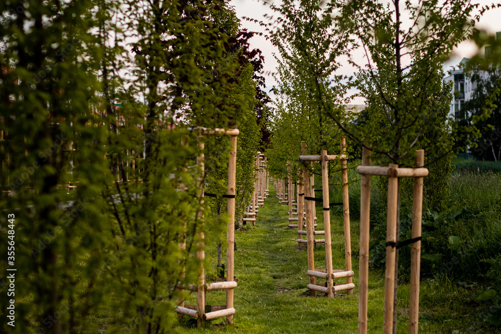 planting trees planting trees