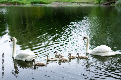 swan family on the lake