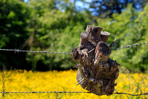 Un morceau d'arbre pris dans le fil de fer barbelé photo