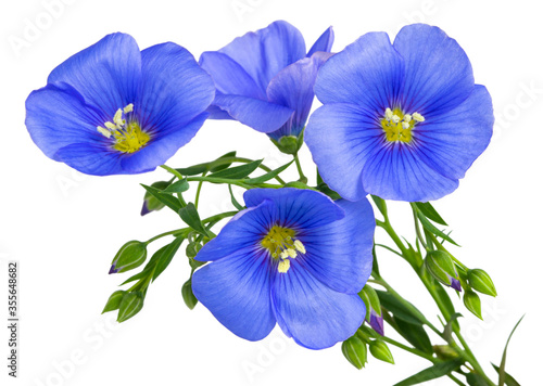 Flax blue flowers isolated on white background