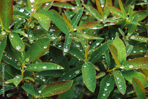 honeysuckle shrub leaves with water drops after rain