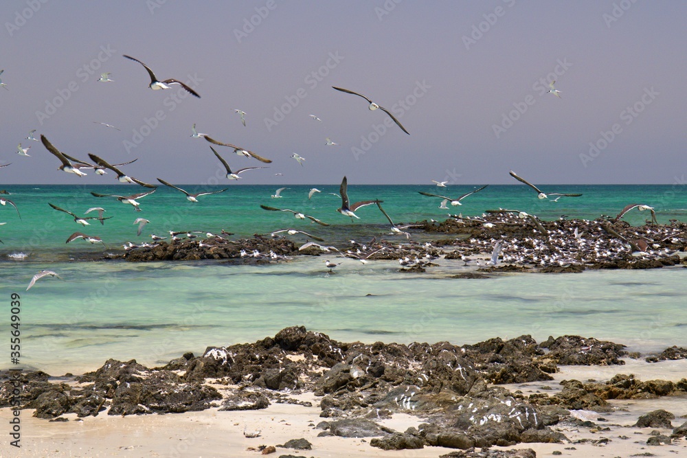Beautiful and deserted beaches, the amazing waters of the Arabian Sea, super swimming in the sea can be enjoyed on the Oman Island of Masirah. The birds swim above the sea.Oman, Asia